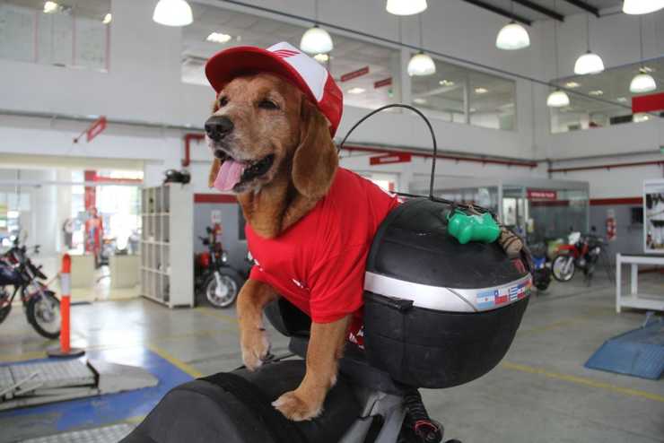 perro3
